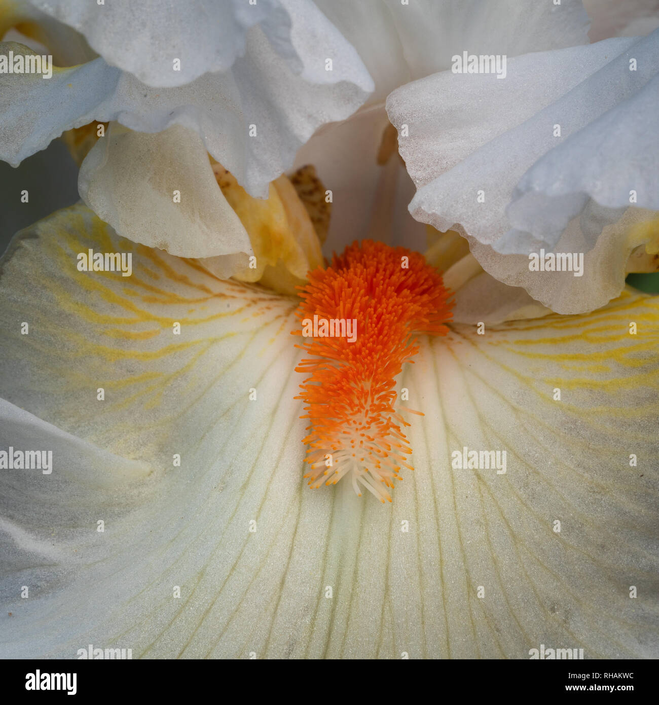 Tedesco (iris Iris barbata), in prossimità della testa di fiori Foto Stock