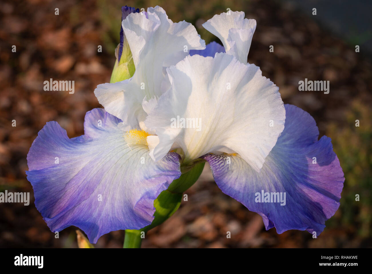 Tedesco (iris Iris barbata), in prossimità della testa di fiori Foto Stock