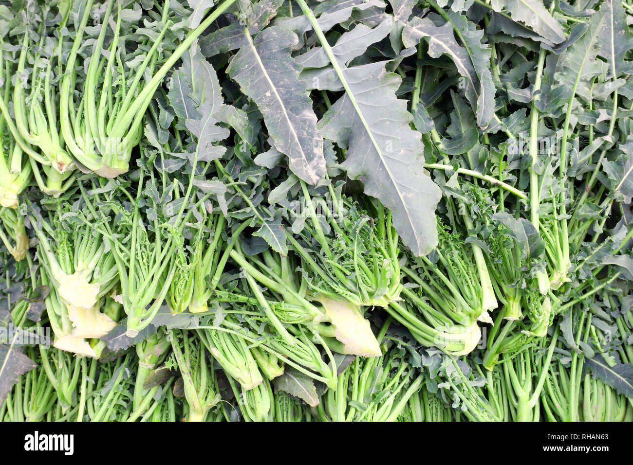 Broccolo fiolaro immagini e fotografie stock ad alta risoluzione - Alamy