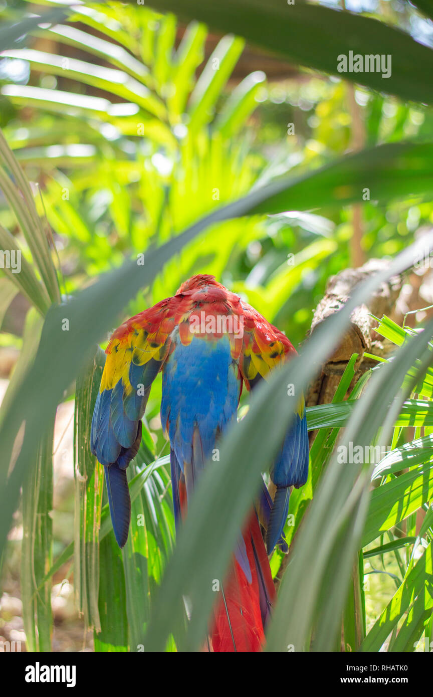 Scarlet Macaw dal retro, mostrando il suo piumaggio. Yucatan, Messico. Foto Stock