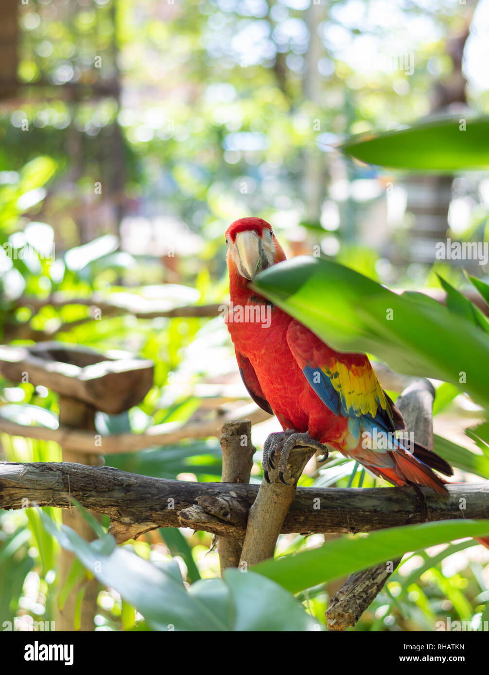 Scarlet Macaw rendendo fissando, Yucatan, Messico Foto Stock