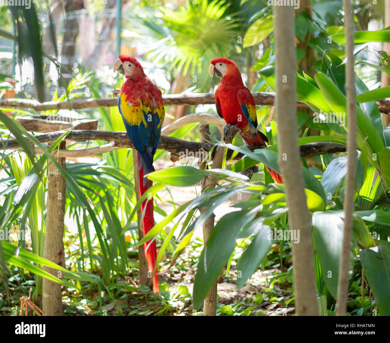 Coppia di scarlet macaws condividere il pasto, Yucatan, Messico Foto Stock