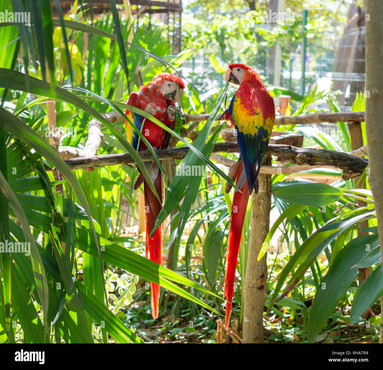Coppia di scarlet macaws condividere il pasto, Yucatan, Messico Foto Stock