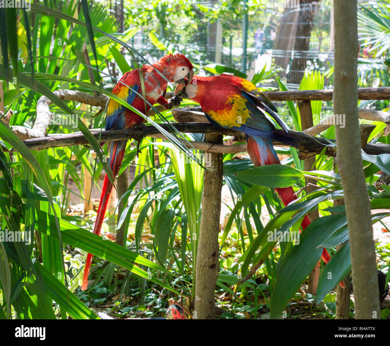 Coppia di scarlet macaws Condividendo cibo, Yucatan, Messico Foto Stock