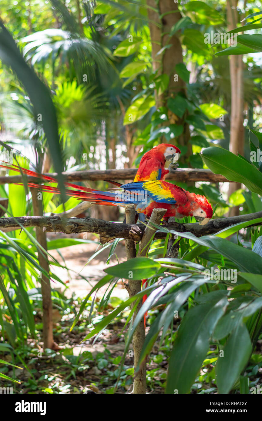 Coppia di scarlet macaws su un ramo, Yucatan, Messico Foto Stock