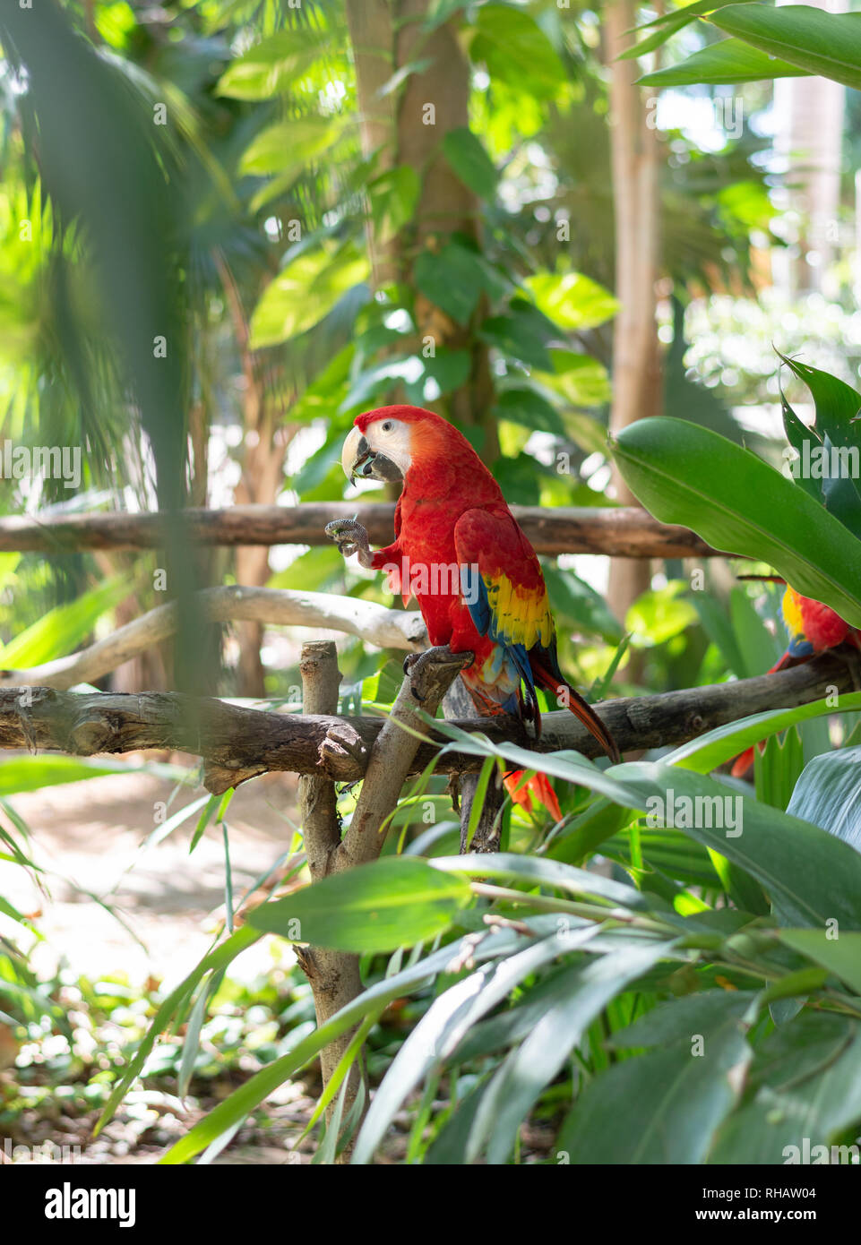 Vista laterale di un scarlet macaw seduto su un ramo, mangiare. Yucatan, Messico. Foto Stock