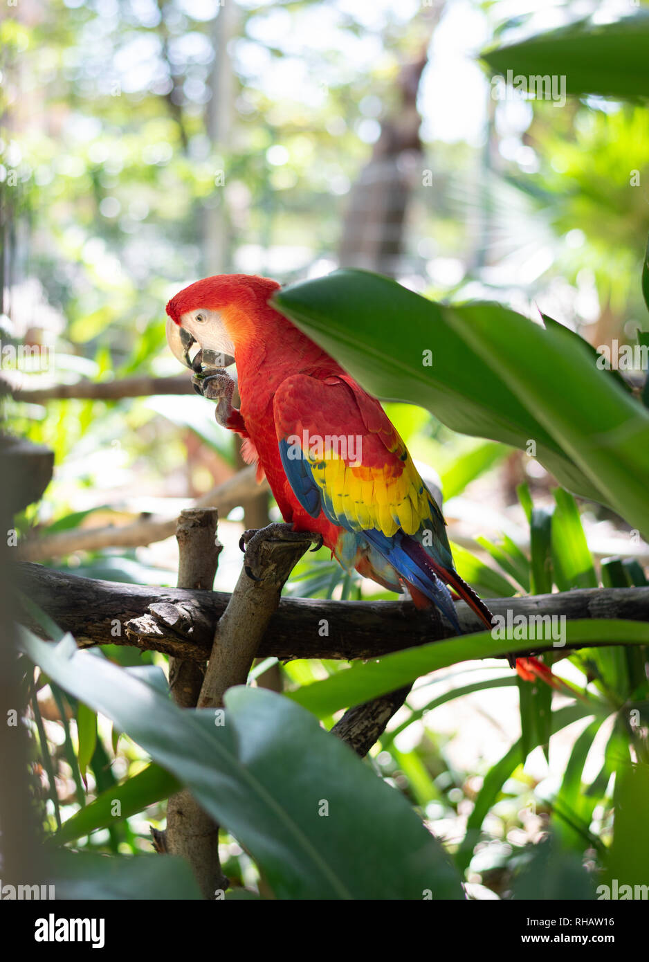 Vista laterale di un scarlet macaw seduto su un ramo, mangiare. Yucatan, Messico. Foto Stock