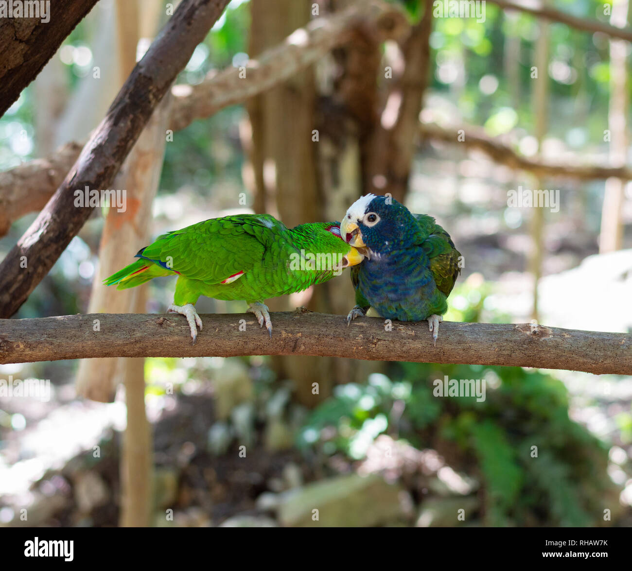 Bianco pionus tappato parrot e Amazon parrot giovane, Yucatan, Messico Foto Stock