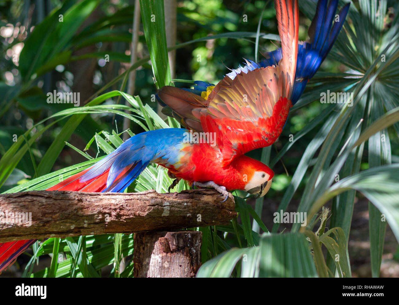 Scarlet Macaw con le ali stese, Yucatan, Messico Foto Stock