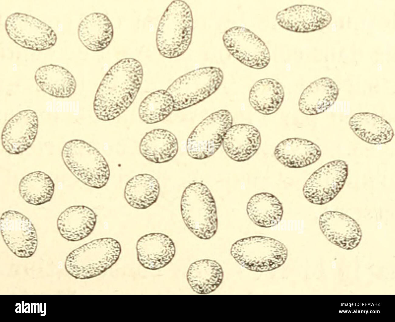 . Botanique cryptogamique farmaco-mdicale: programma raisonn d'onu cours professare l'Ecole suprieure de pharmacie de Paris. La fermentazione. Fig. 40. Â Levure casÃ©euse, d'aprÃ¨s M. Pasteur. donne une saveur spÃ©ciale : ainsi le Saccharomyces pastorianus donne onu goÃ"t vineux parfaitement reconnaissabie. Il y a donc intÃ©rÃªt Ã sÃ©parer les levures^ afin de les utiliser, Ã l'Ã©tat de puretÃ©,. Fig. 41. Â Il fermento de la bugia de biÃ¨re. Ferrnentvm foscis A. Bolch.: Saccharomyces fÅcis. suivant le rÃ©sultat qu'on veut avoir. C'est pour cela que les bras- seurs se gardent bien de mÃ©langer la levure haut Foto Stock