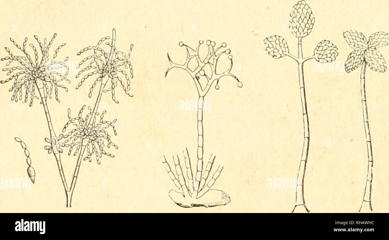 . Botanique cryptogamique, ou Histoire des familles naturelles des plantes infrieures. 0 CRYPTOGAMES. divieti les VauchÃ©riÃªes, ecc, il ne se produit qu'une seule spora au sein de l'utricule mÃ¨re qui se rompt bientÃ't pour la laisser Ã©chapper. Enfin, dans les DlvacÃ©es, les FucacÃ©es, les HÃ©patiques, les mousse, les FougÃ¨res, la matiÃ¨re qui remplit l'utricule mÃ¨re ou Vendochrome se divise en quatre parti dont chacune devienl par la suite une spore, et ce mode de formazione trí¨s-commun dans les Cryptogames, rappelle beaucoup celui des i grani di polline de dans les PhanÃ©rogames. L'utricule Foto Stock