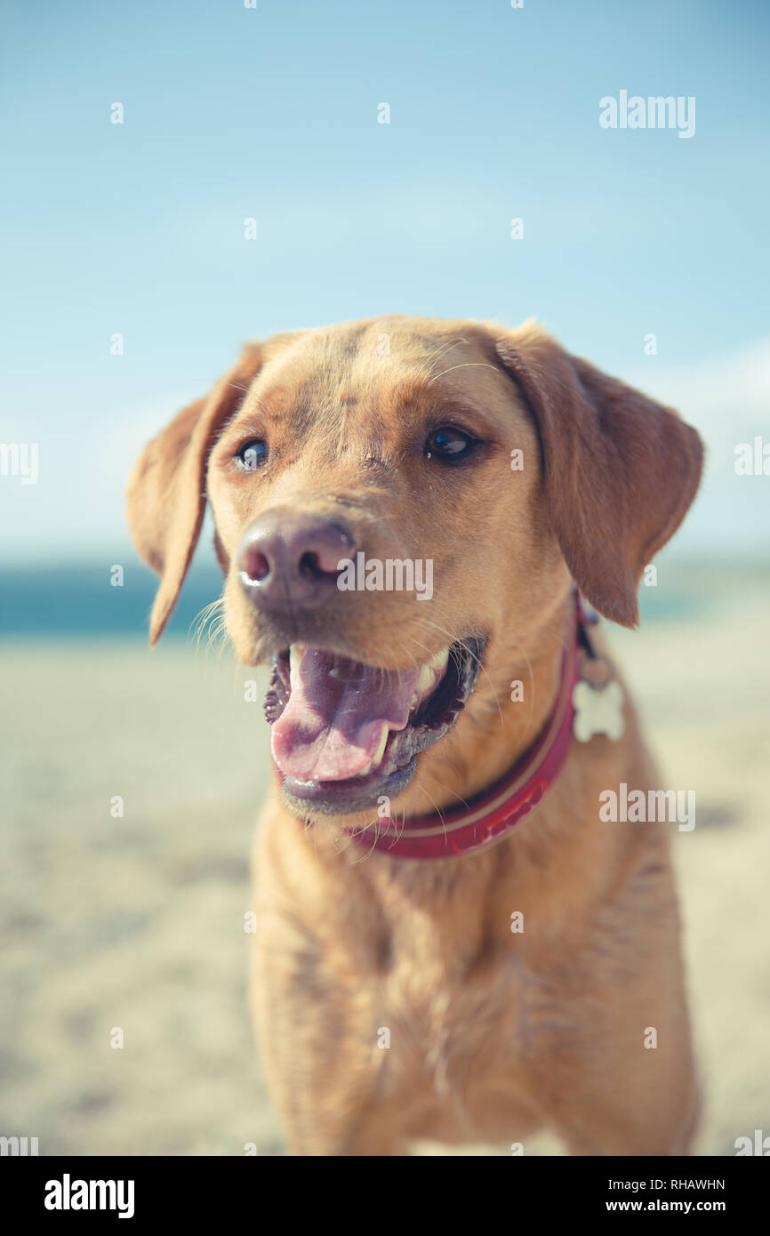 Un close up ritratto di un grande e simpatico Labrador retriever cane con la sua linguetta sporgente mentre ansimando in clima caldo sulle vacanze estive Foto Stock