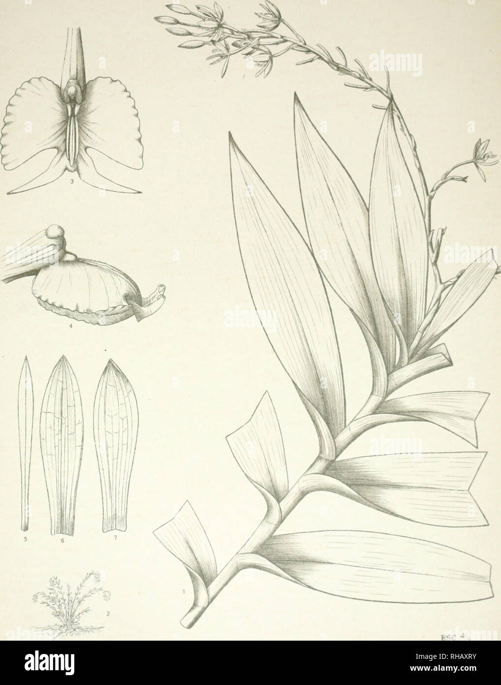 . Botanica. Relatorio apresentado ao Snr. Coronel de Engenharia Candido Marianno da Silva Rondon, chefe da Commissô Brasileira. Impianti -- Brasile. ESC.45 Do nat. por F. C. Hoehne N.o 21 EPIDENDRUM NUTANS var DIPUS. Si prega di notare che queste immagini vengono estratte dalla pagina sottoposta a scansione di immagini che possono essere state migliorate digitalmente per la leggibilità - Colorazione e aspetto di queste illustrazioni potrebbero non perfettamente assomigliano al lavoro originale. Hoehne, F. C. (Federico Carlos), 1882-; Roosevelt-Rondon spedizione scientifica (1913-1914). Rio de Janeiro Foto Stock