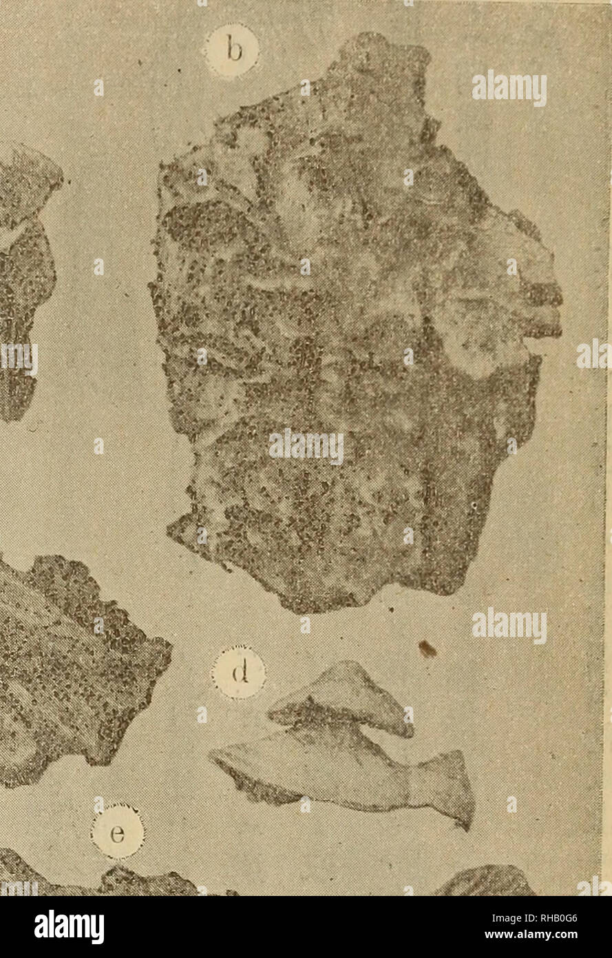 . La rivista botanico = Shokubutsugaku zasshi. Piante; Botanica. È¡ç¼ae¥åäºae--å¹'ä'ååae²"ae ï¼10) åå -ç¬¬. a. I.piciporui Tanakae sp. uov. b. Mi- japonicus sp. n. v. C' I- Noharae sp. n. v. d. CoriolalJiiri f Kusanoi sp. nov. e. Daedalea Kusauoi sp. nov. Â©ae°ï¼è cà"å¹¶ã¹ae°ä'ãããããããçè²åã iLewis, I. F. La vita la storia di Grimtria Bornetiana (Anna s di botanica. Vol. XXIII. pp. 639 â 690. pis. È. 1909.) ç' è²è"é¡çè²å²ãè©³ç'°ãã"ç'°èçç ç©¶ãå ¬ä'ä'ã"ã©ã¬ã¿ã" ã¢ãae¥µã¡ãå°ã¯ãå¾ãã¯ç' è²è"é¡ãçè²å²ãéã¹ã"éè¦ ãã"è""åé¡ãaeªãaeè§£ ã²å¾ãã¶ã"ã³ãå¤ã·ãå ¶ä'ã²ååè å-(Tetraspore) ãae§è³ªããã¹ãå¡ã½åå¹'åã²ã"ããã³ã¹. (Oltmanns) Foto Stock