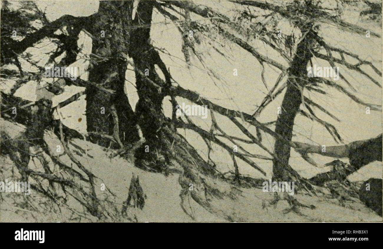 . Botanical gazette. Piante. 424 BOTANICAL GAZETTE [può essere determinata principalmente dalla Festuca rubra, Danthonia spicata, Agrostis maritima e Panicum implicatum piuttosto aprire la formazione. Lecliea intermedia, Vaccinium Vitis-Idaea, Potentilla purshia, Fra- garia virginiana terra-novae, Juniperus horizontalis, Empetrum ni- grum, Barbula, e una specie di muschio forma più o meno estesa di tappetini. Altri più diffusi sono specie Campanula rotundifolia, EupJirasia americana (?), Cerastium arvense (?), Solidago hicolor, planzago maritima, Iris la setosa (?), Veronica serpyllifolia, Arenaria lateriflora, Planta Foto Stock