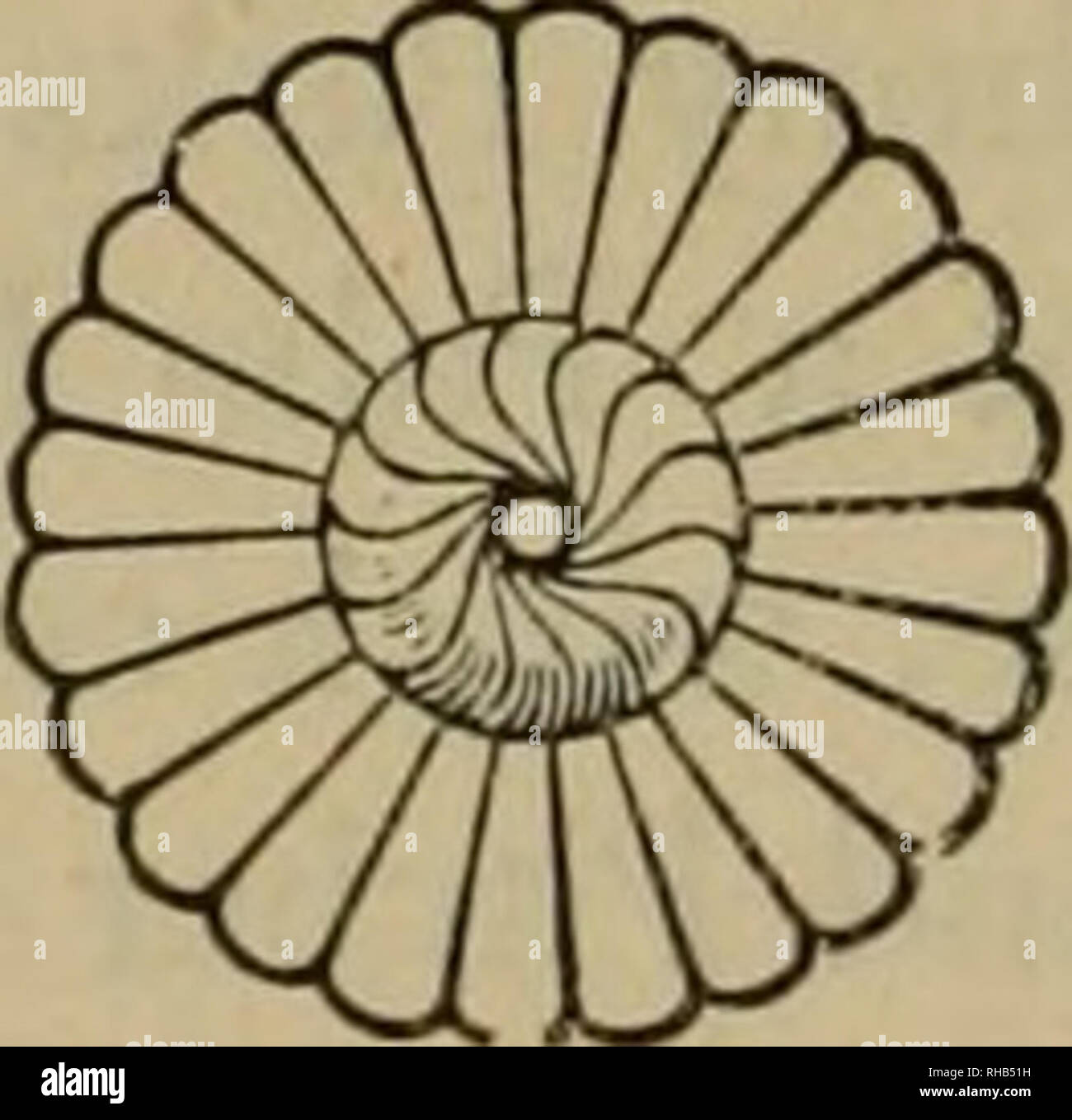 . Guida botanica attraverso il Phipps conservatori di Pittsburg e Allegheny. Phipps Conservatorio; Schenley park conservatory, Pittsburg, Pa. [dal vecchio catalogo]. 4 sono allevati dal seme o scivola e talee. A sinistra di questo sono due case più pieni di cactus, foglie di piante e altre tropicale o cosiddetto stufa piante come le begonie, Dracaenas, Crotons, L E EUFORBIE, e molti altri. Il modo per l'ultima di queste case conduce attraverso un ante-room, dove un gruppo di Camelie si trova in genere, insieme con alcuni alberi di alloro, agavi, strelitzie e altre piante. Dalla parte posteriore del t Foto Stock