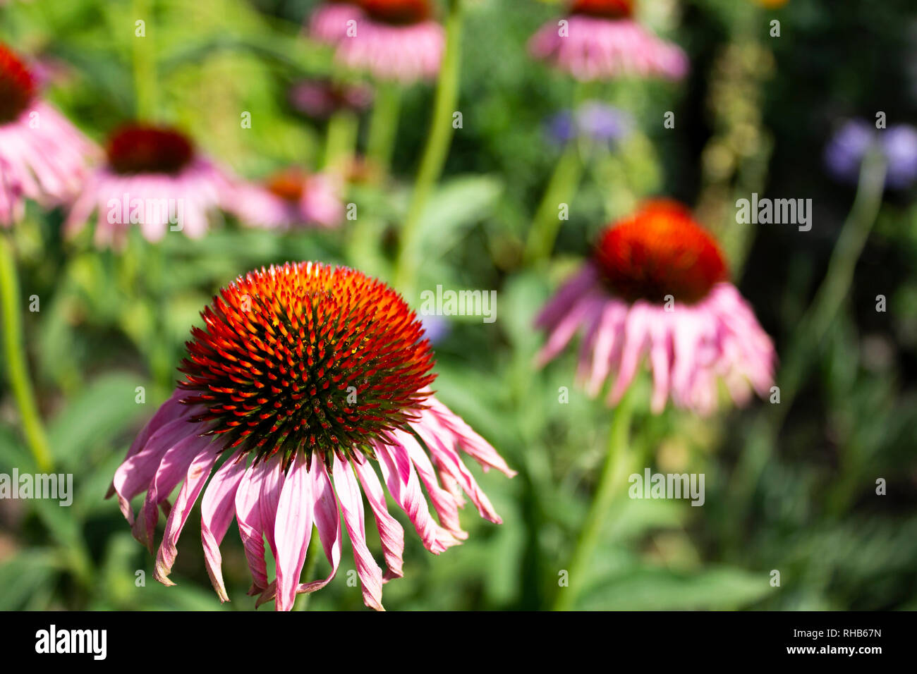 Rosa Coneflower Echinacea Foto Stock