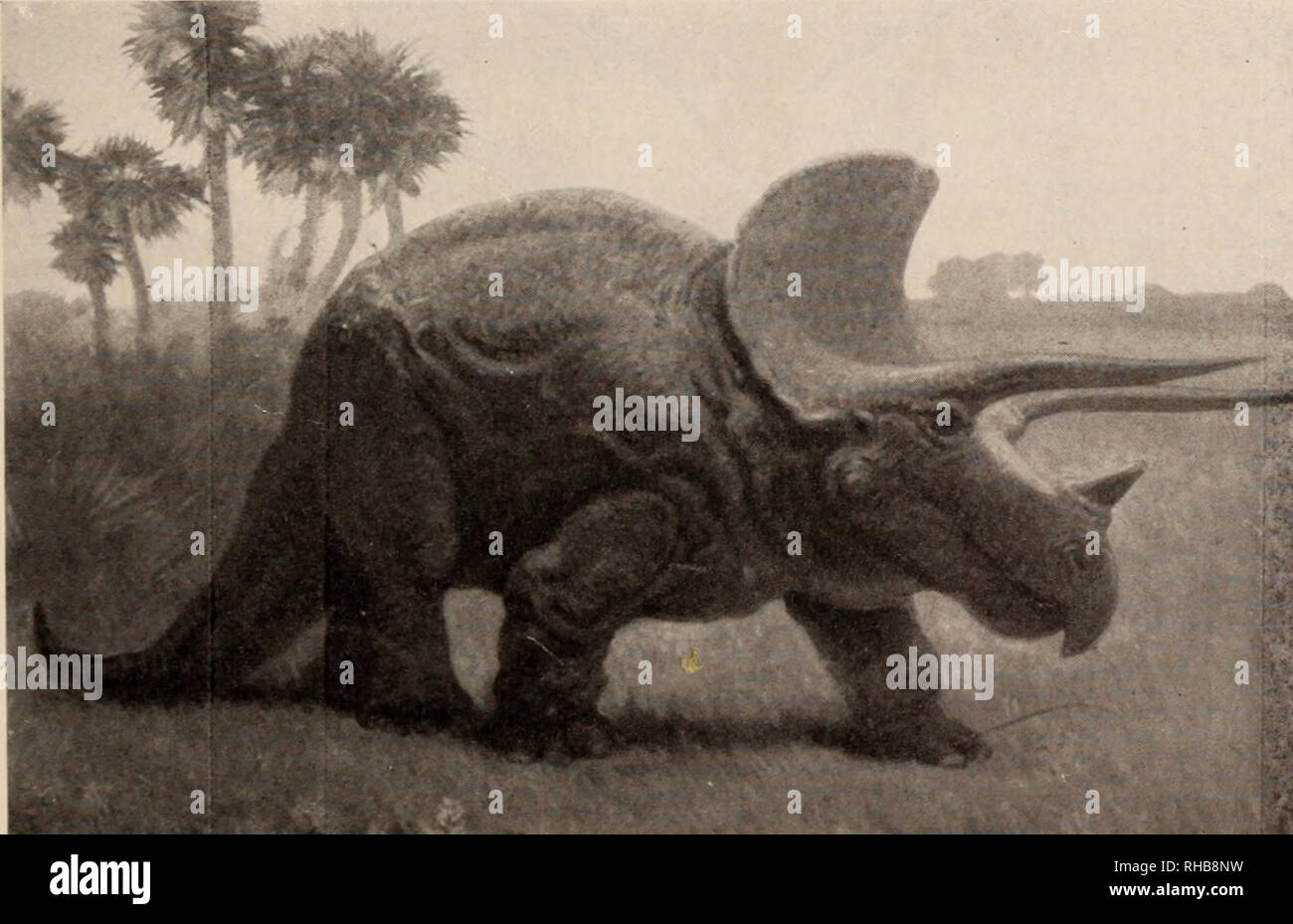 Triceratops corno fossile di dinosauro Museo di Storia Naturale di New York  Foto stock - Alamy
