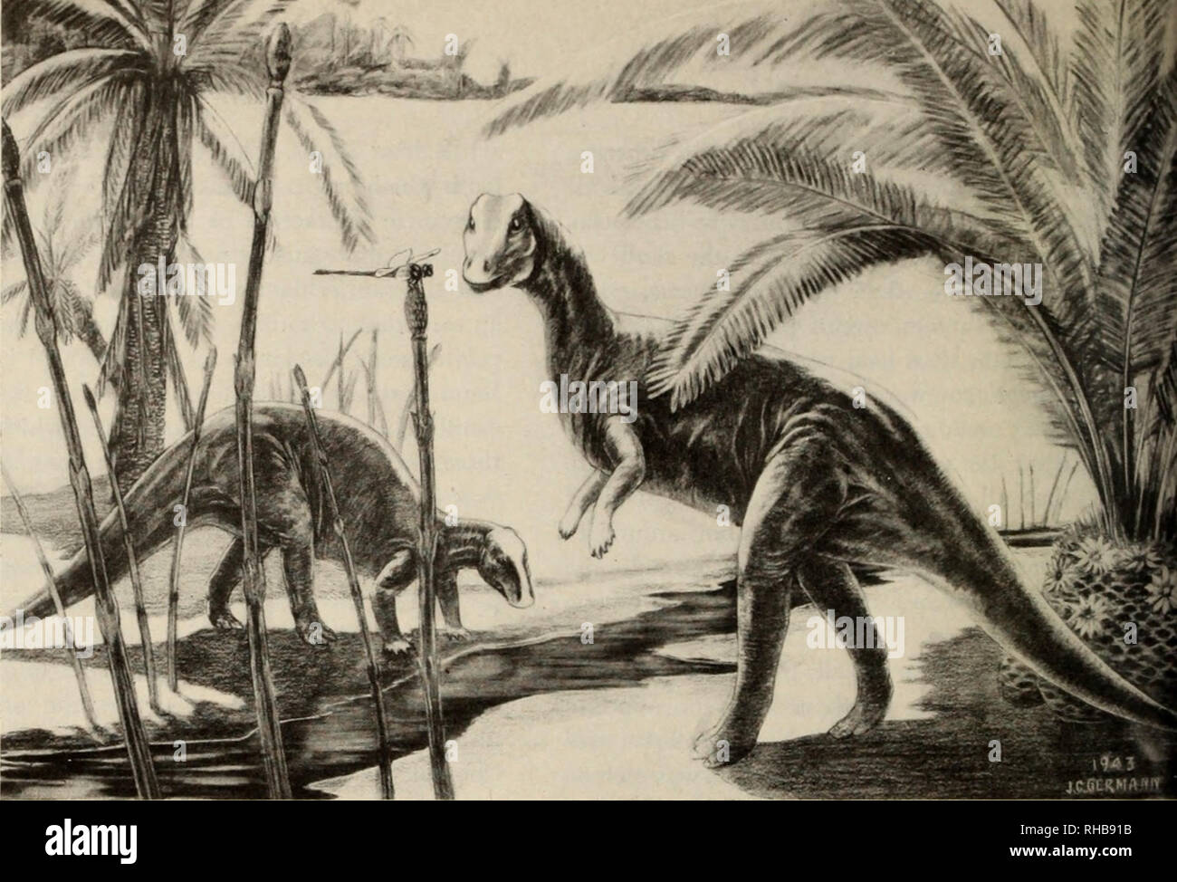 . Il libro di dinosauri : la sentenza di rettili e i loro parenti. I dinosauri; rettili fossili. ^ Camptosaurus: Uno dei primi della ornithischian dinosaurs, che visse nel tardo giurassico e inizio la cre- taceous volte. Tutte le successive ar- mored dinosauri, anatra-fatture e cornuto forme erano derivate da un- cestors qualcosa di simile a questa durata da cinque a otto-pianta del piede-eating dinosauro. Si prega di notare che queste immagini vengono estratte dalla pagina sottoposta a scansione di immagini che possono essere state migliorate digitalmente per la leggibilità - Colorazione e aspetto di queste illustrazioni potrebbero non perfettamente assomigliano al lavoro originale. Col Foto Stock