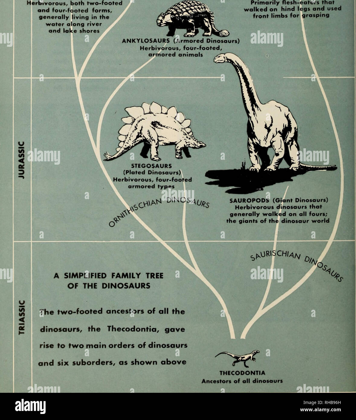 . Il libro di dinosauri : la sentenza di rettili e i loro parenti. I dinosauri; rettili fossili. ORNITHOPODS (Duck-fatturati i dinosauri erbivori), entrambe a due piedi e quattro-footed forme, generalmente vivono nell'acqua Wa lungo il fiume e il lago (A (ft &lt; THEROPODS (dinosauri carnivori! In primo luogo carne-mangiatori che camminava sulle zampe posteriori e utilizzati gli arti anteriori per afferrare le due-footed antenati di tutti i dinosauri, Thecodontia, ha dato luogo a due principali ordini di dinosauri e sei sottordini, come mostrato sopra THECODONTIA Antenati di tutti i dinosauri. Si prega di notare che queste immagini sono estratte dal sc Foto Stock