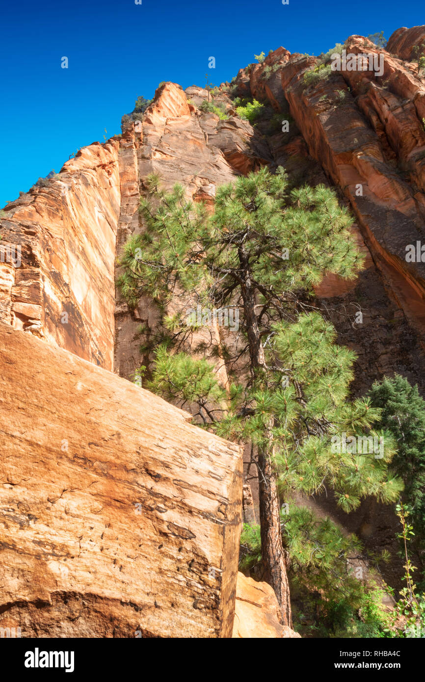 Parco Nazionale di Zion Foto Stock