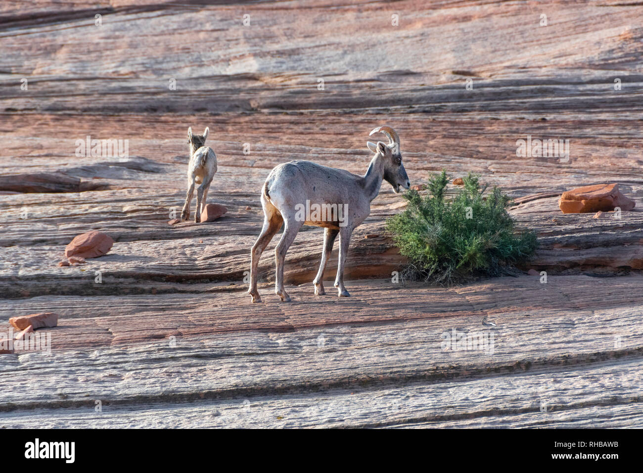Big Horn pecore madre e di vitello, Parco Nazionale di Zion Foto Stock