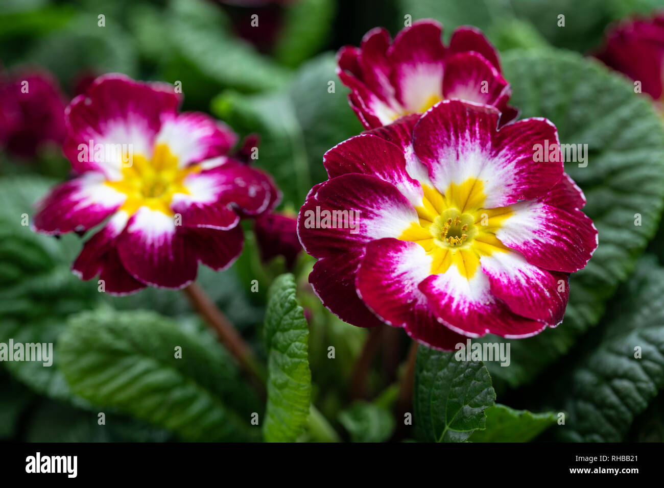 Primo piano di graziose primote bicolore fiorite in primavera, Regno Unito Foto Stock