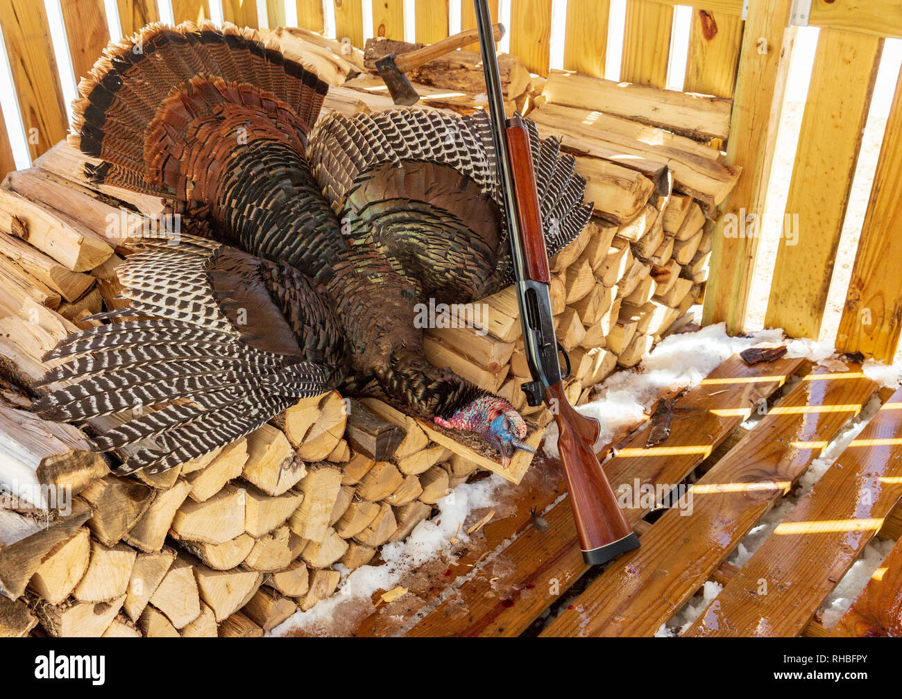 Remington 1100 12 gauge fucile semiautomatico da caccia e una molla di raccolti in Turchia. Foto Stock