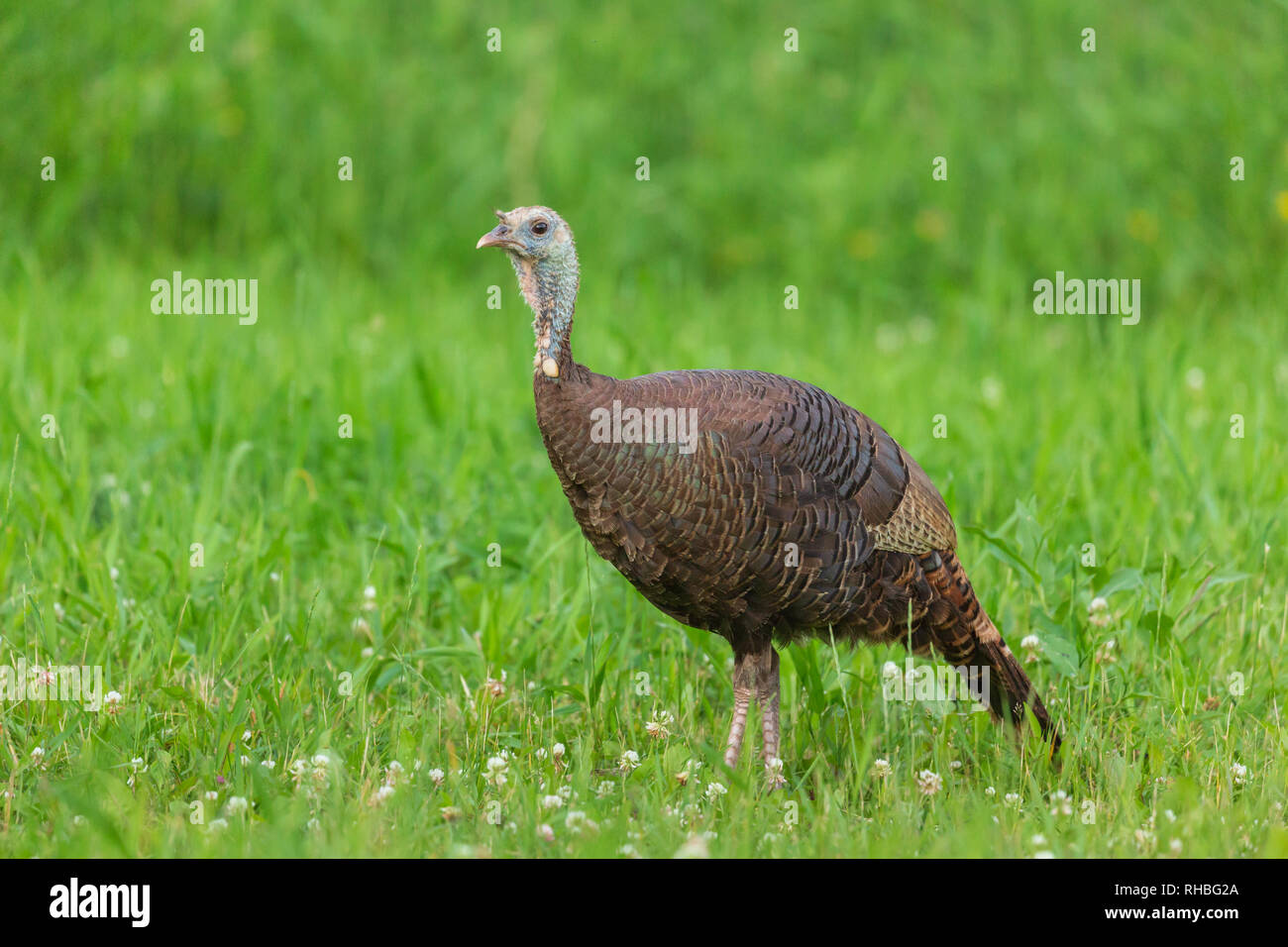 Uando il tacchino selvatico camminando in Wisconsin settentrionale campo. Foto Stock