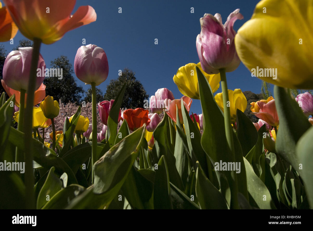 Letto giardino di tulipani colorati (TULIPA) Crescita Foto Stock