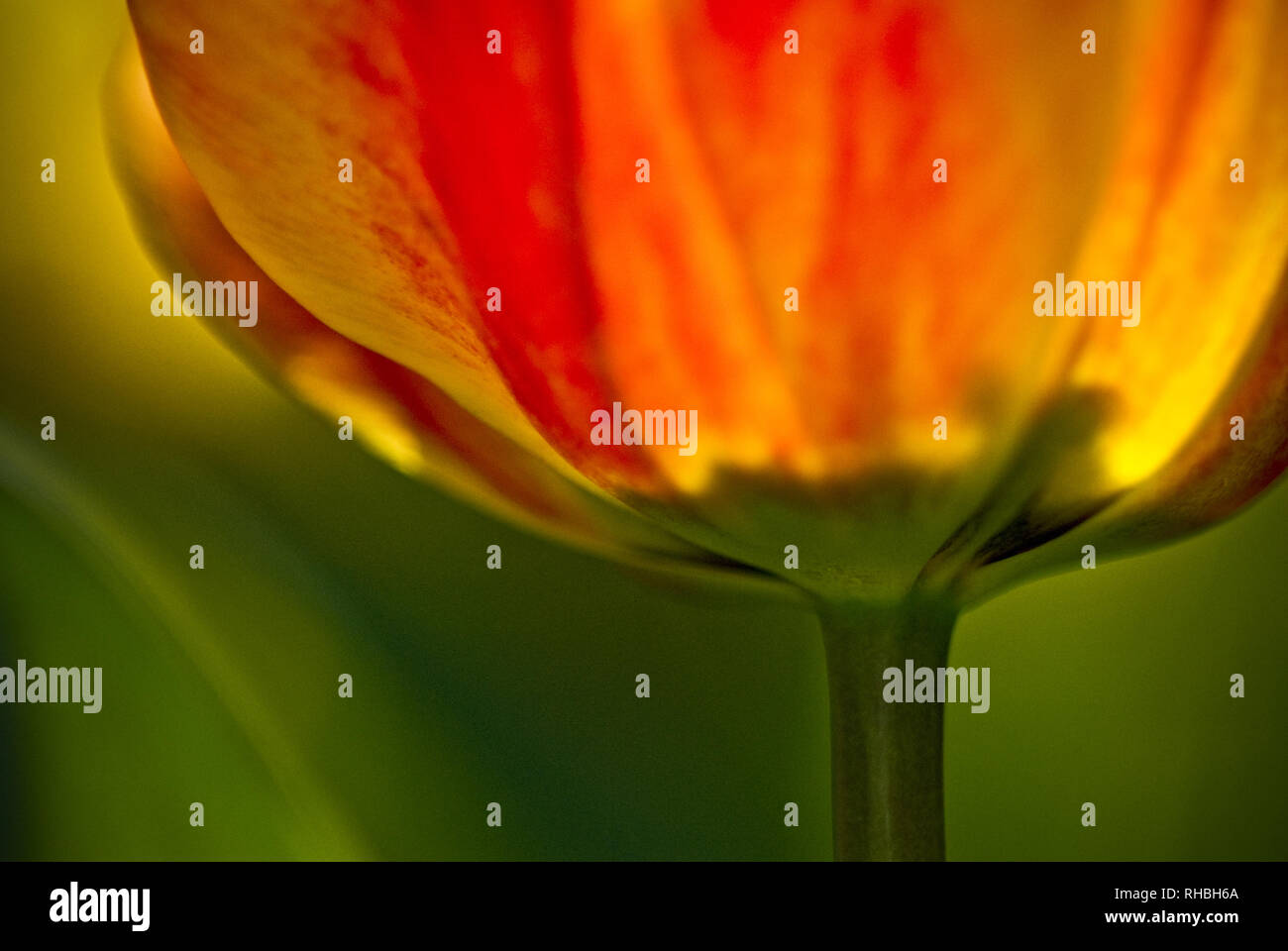 Dettaglio di un tulipano (TULIPA) FIORE Foto Stock