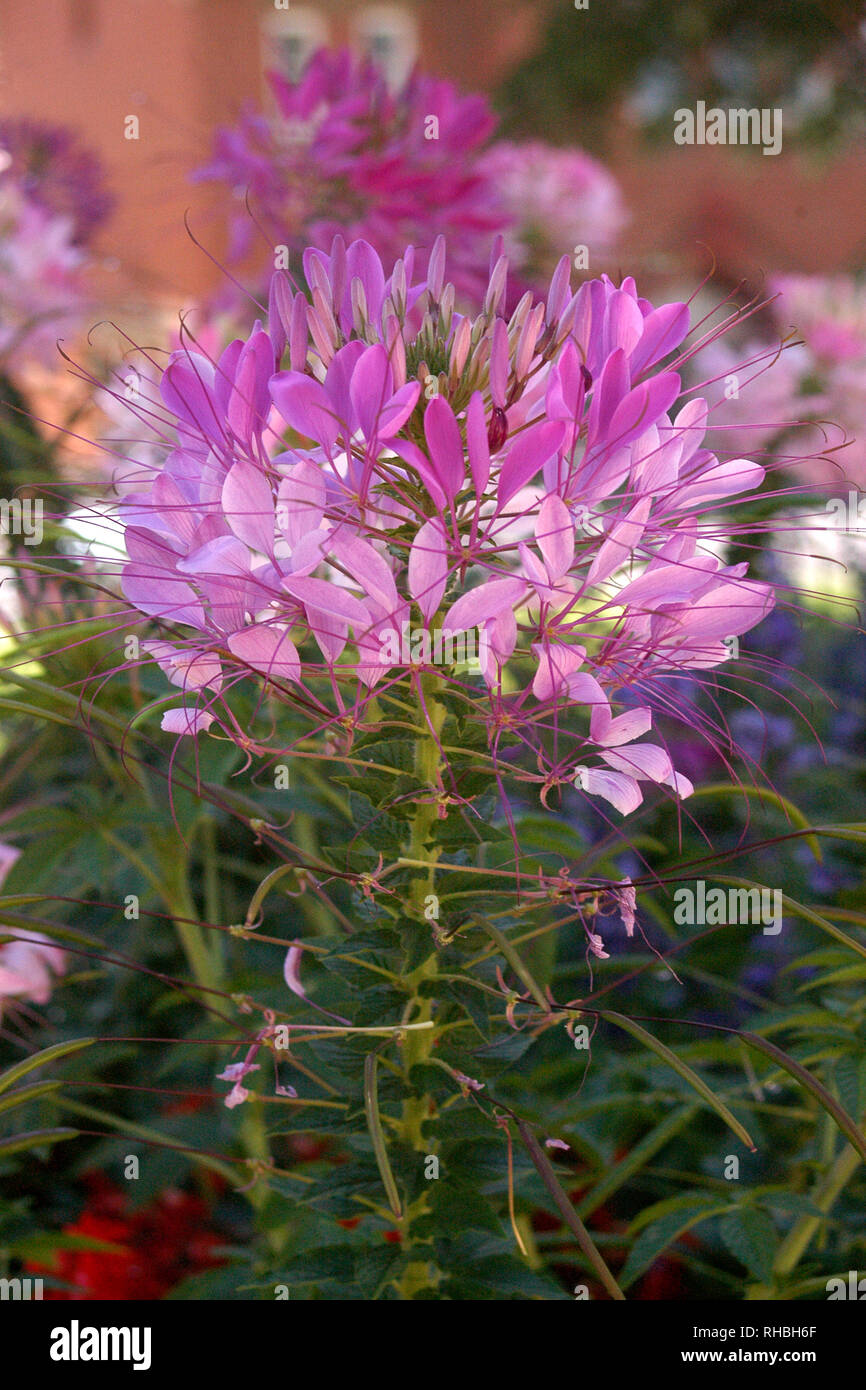 Cleome hassleriana, comunemente noto come spider flower, spider impianto, rosa regina o nonno e baffi Foto Stock