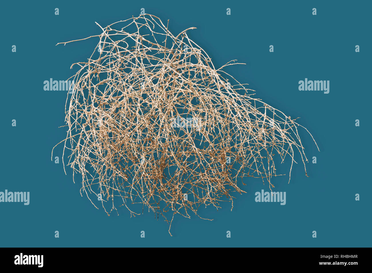 Tumbleweed su teal blackground blu Foto Stock