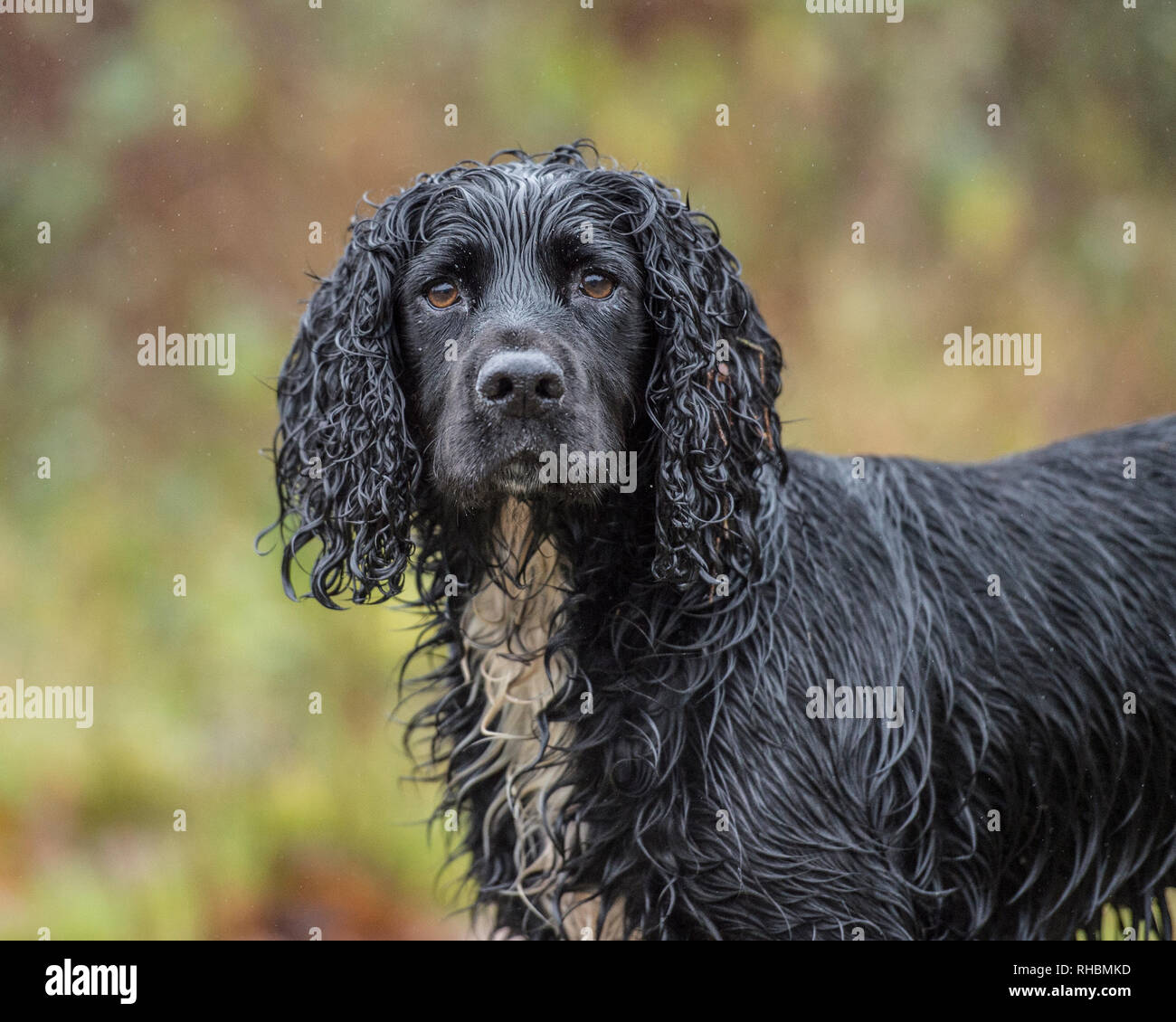 Lavoro nero cocker spaniel cane Foto Stock