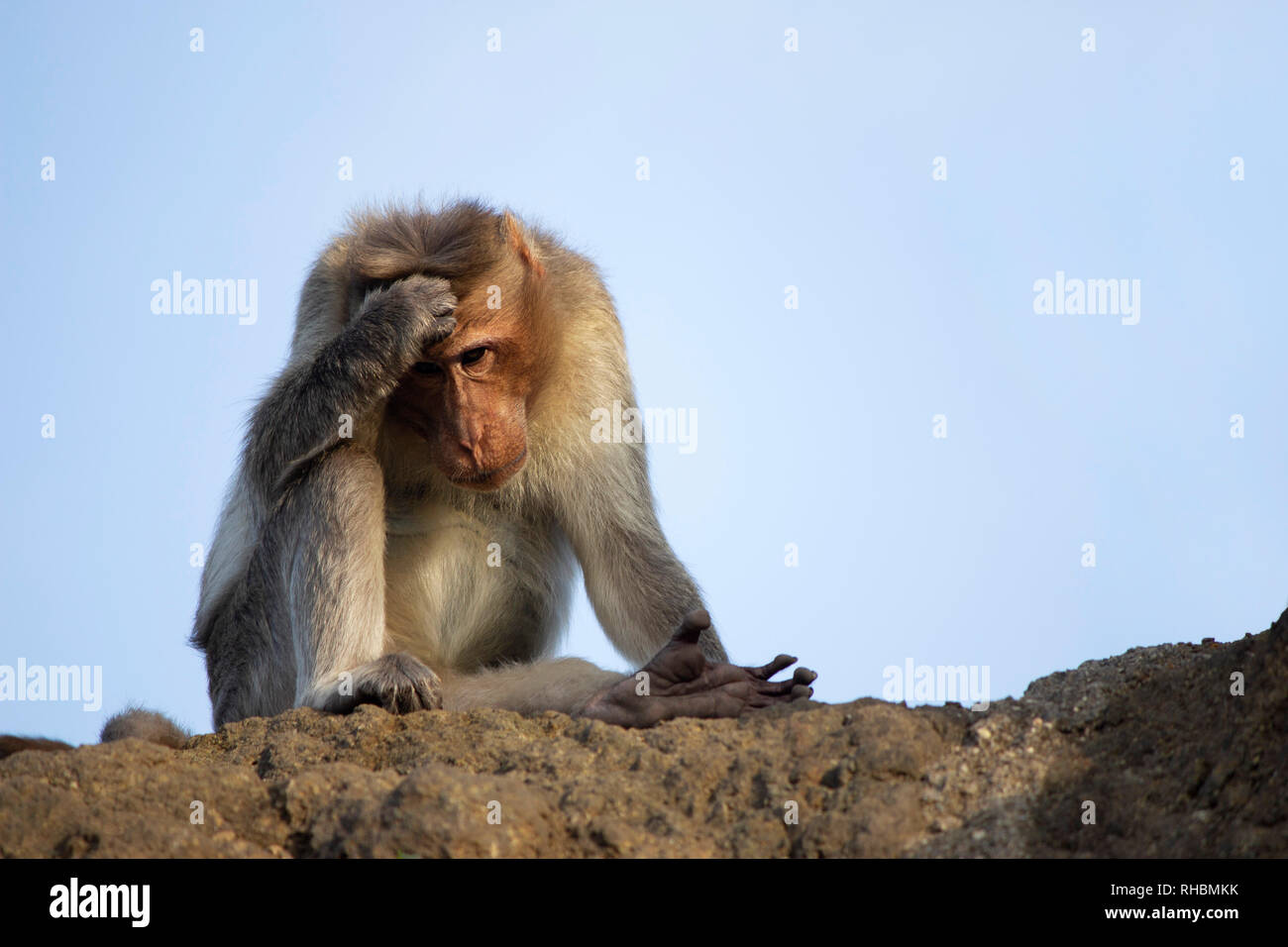 Macaco Rhesus o scimmia di graffiare la testa, Maharashtra, India Foto Stock