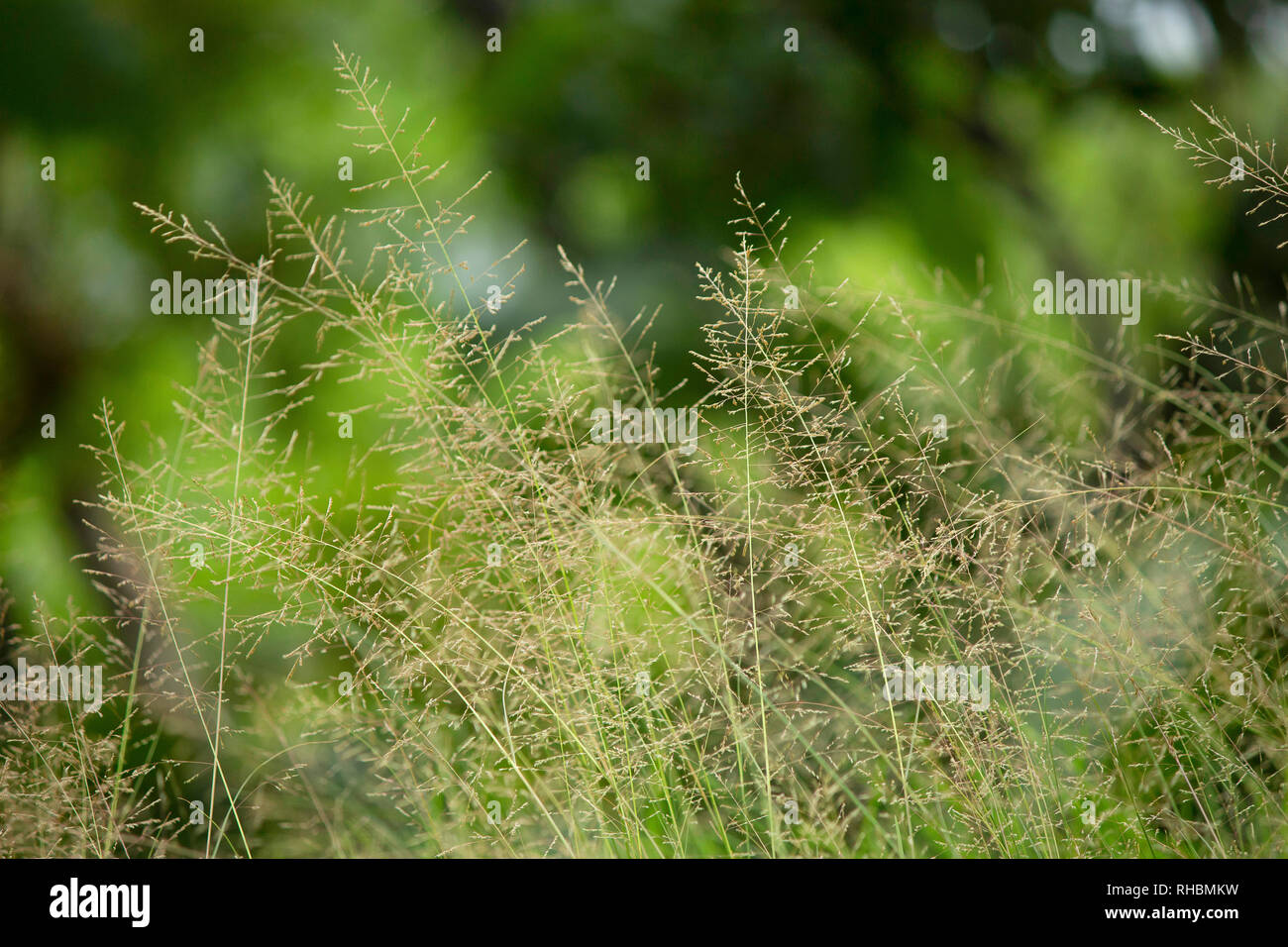Lame di erba con sfondo verde, Maharashtra, India Foto Stock