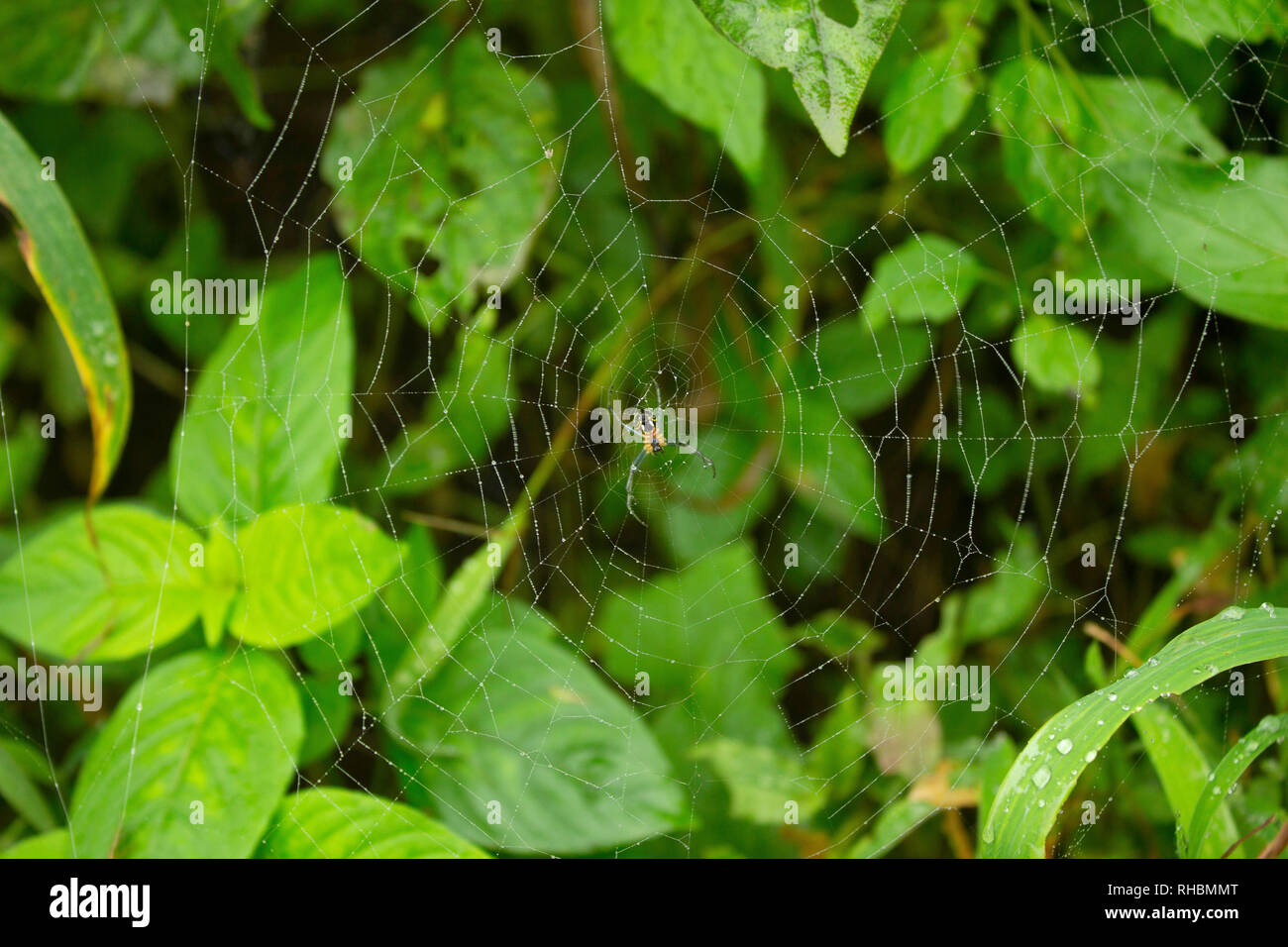 Crociera con web orb contro lo sfondo di colore verde, Maharashtra, India Foto Stock