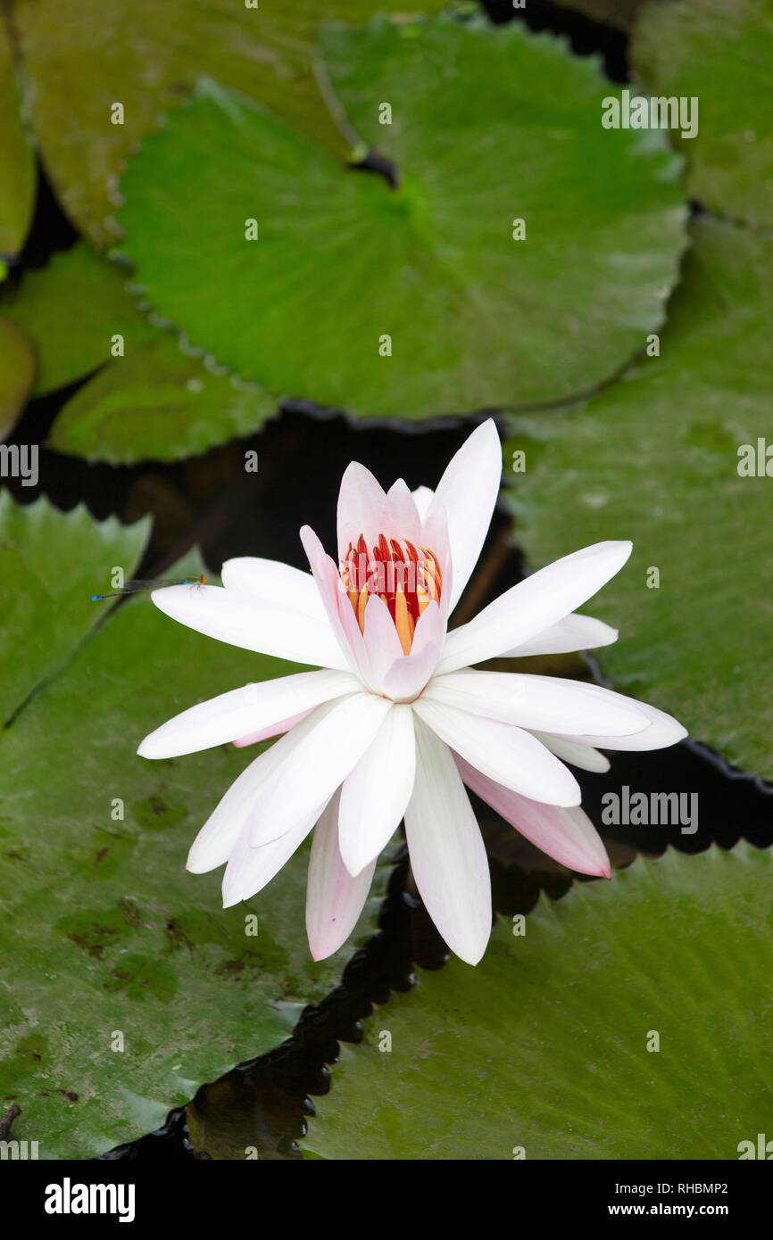 Rosa fiore di loto del genere Nelumbo, Maharashtra, India Foto Stock