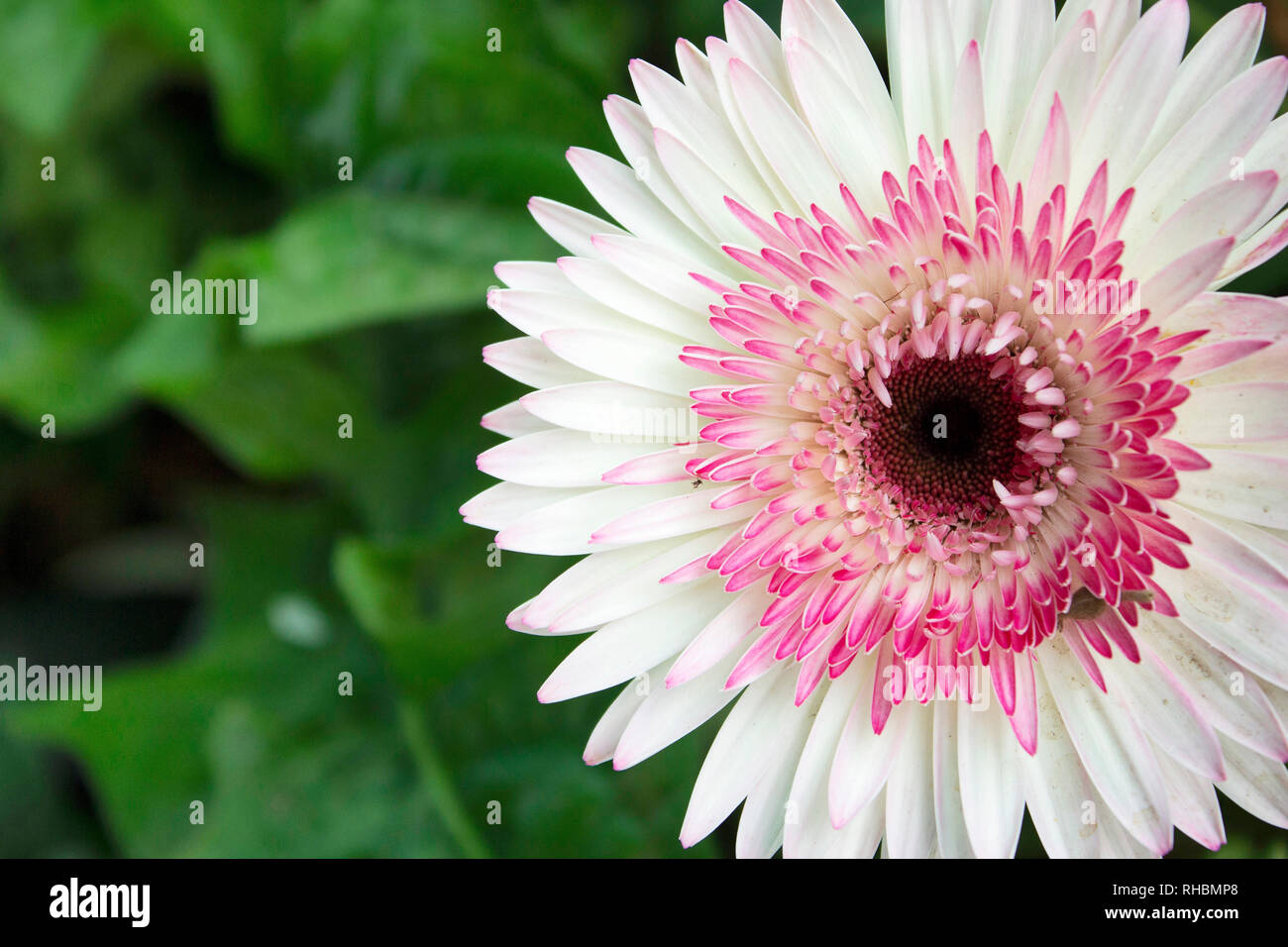Bianco e pink gerbera fiore, genere delle Asteraceae o famiglia a margherita, Maharashtra, India Foto Stock