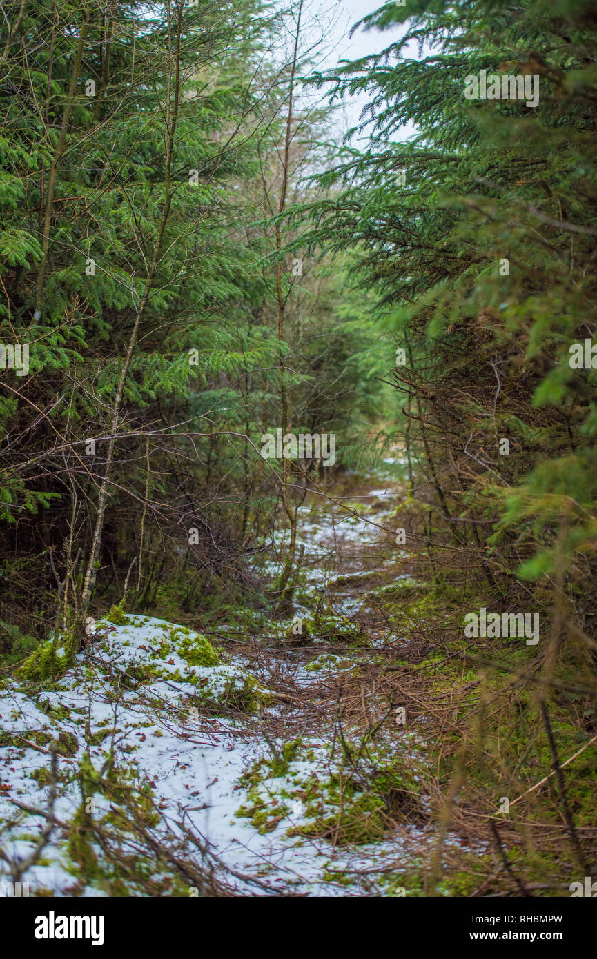 Alberi di pino nella neve Foto Stock