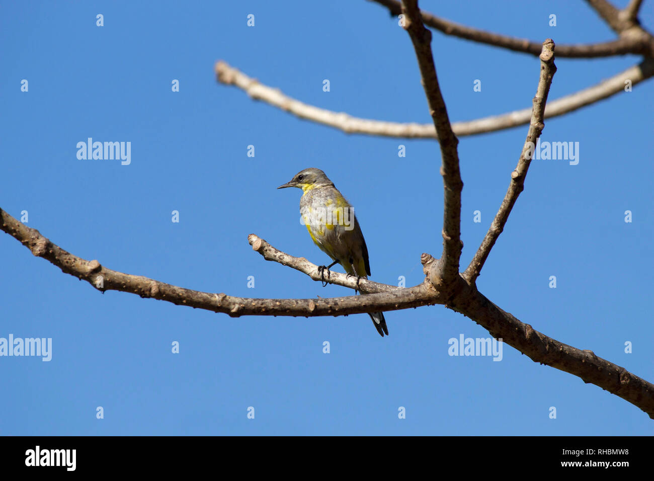 Close-up di Grande crested flycatcher seduto sul ramo di albero Foto Stock