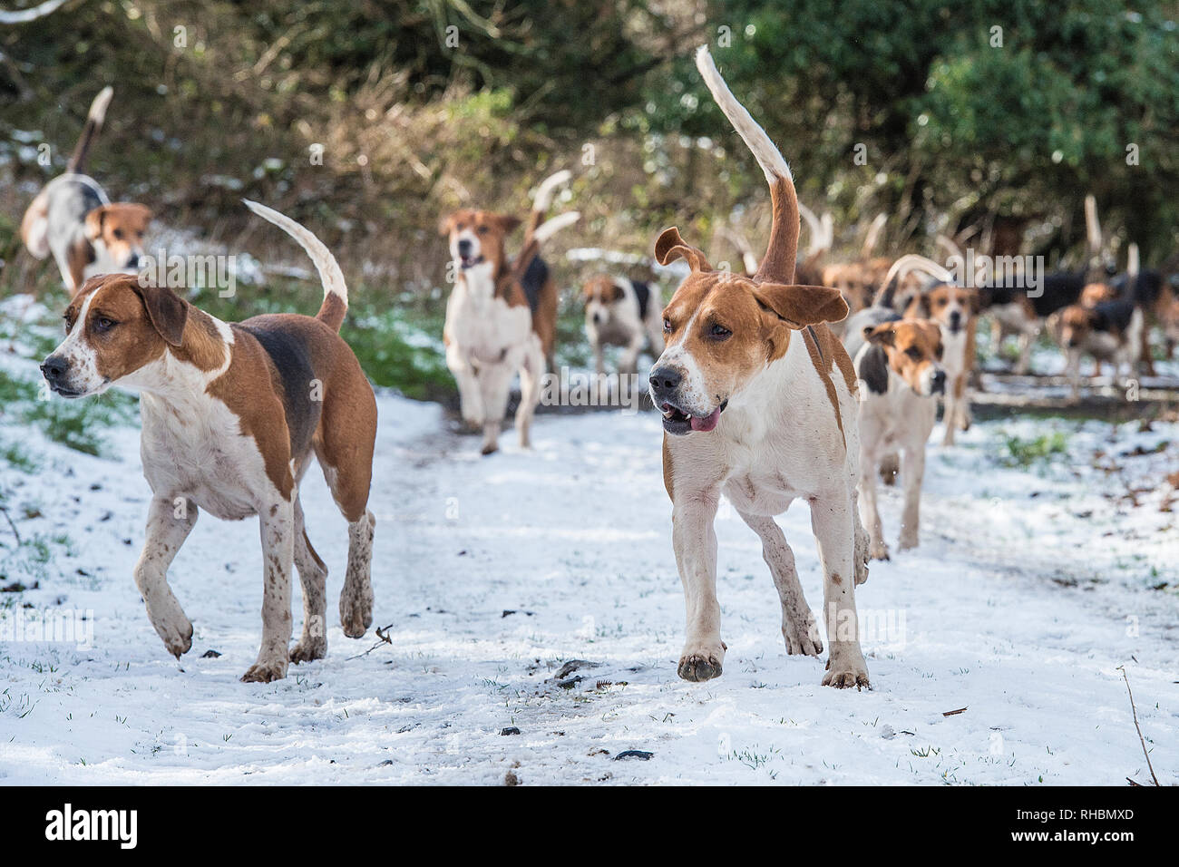 Foxhounds inglese nella neve Foto Stock