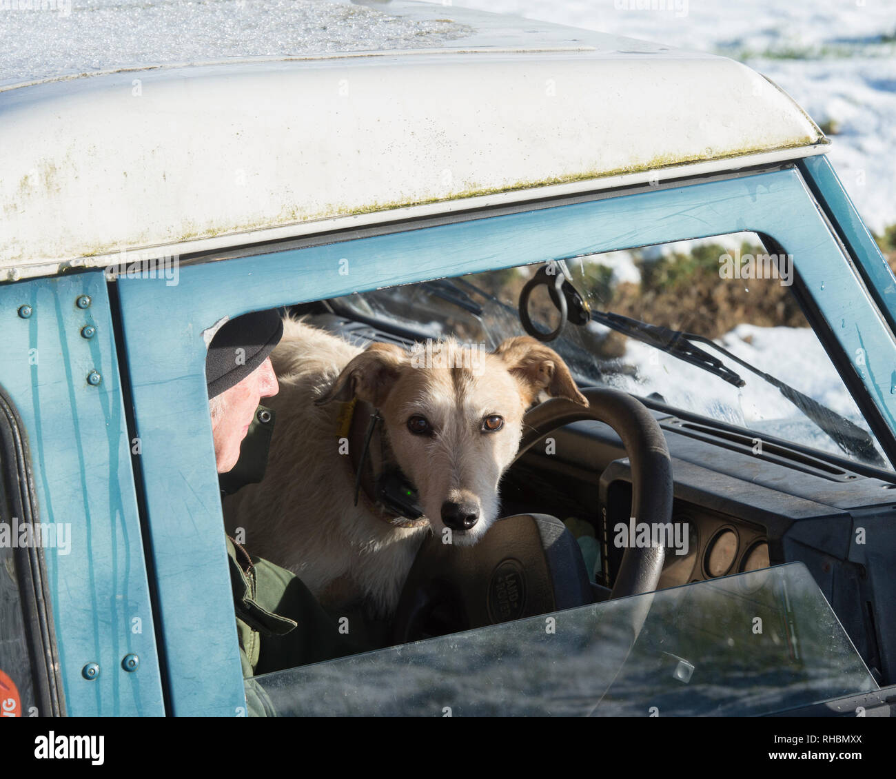 Lurcher su driver giro in landrover Foto Stock