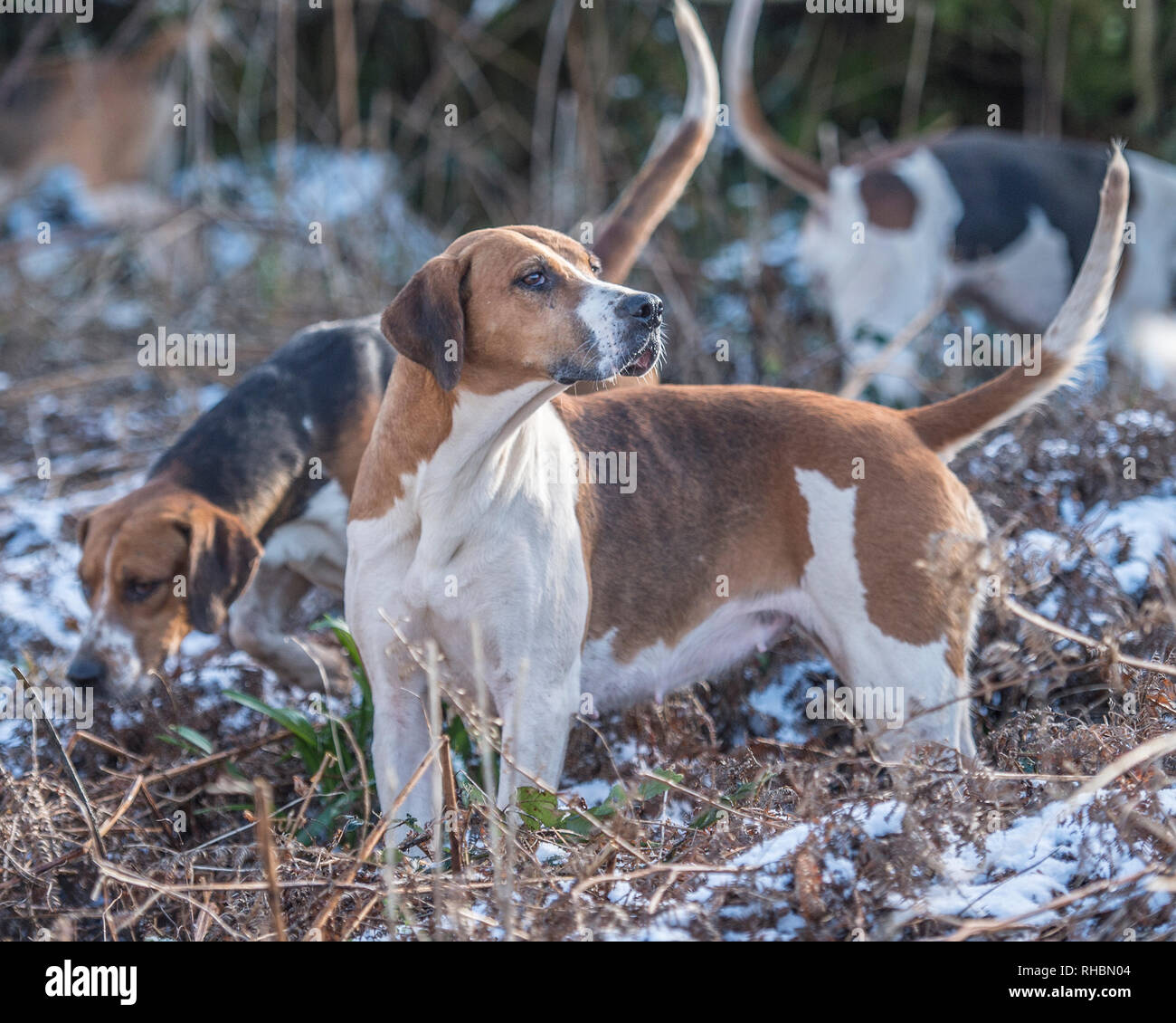 Foxhounds inglese nella neve Foto Stock