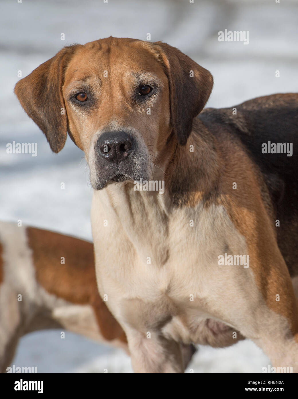 inglese foxhound nella neve Foto Stock
