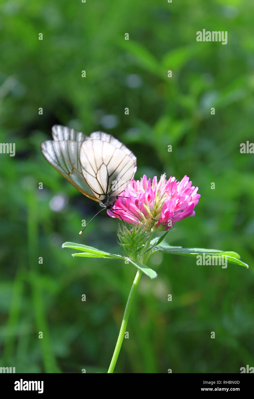 Stupenda farfalla su un trifoglio rosa Foto Stock