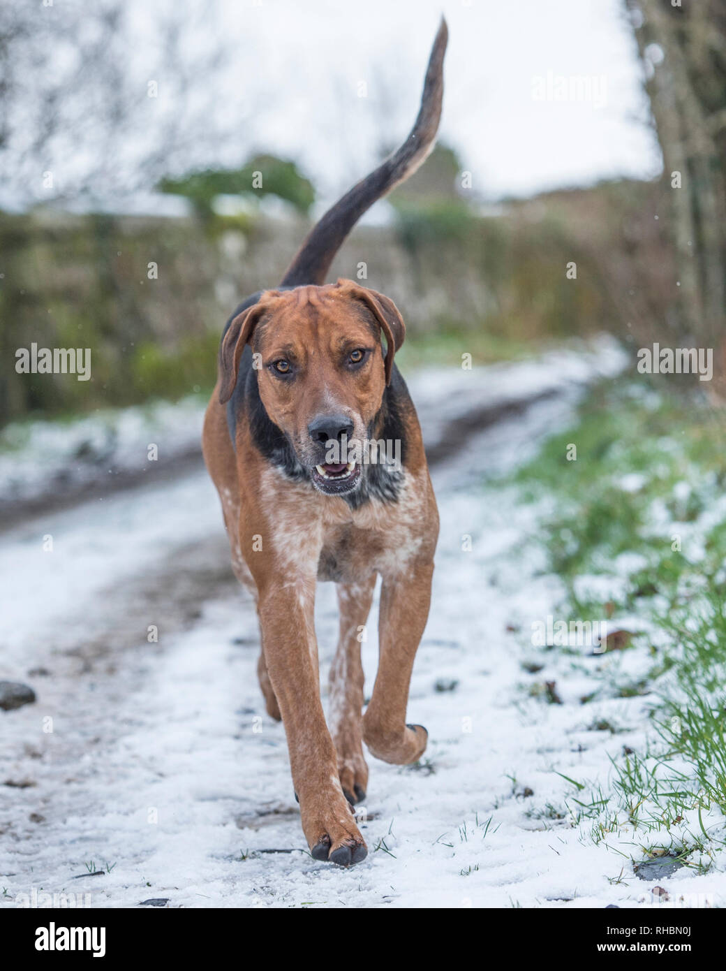Foxhounds inglese nella neve Foto Stock