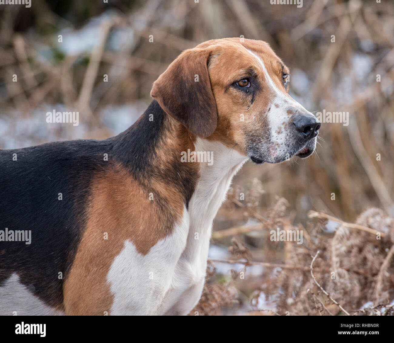 Foxhounds inglese nella neve Foto Stock