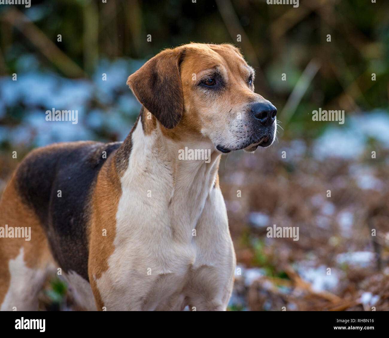 Foxhounds inglese nella neve Foto Stock