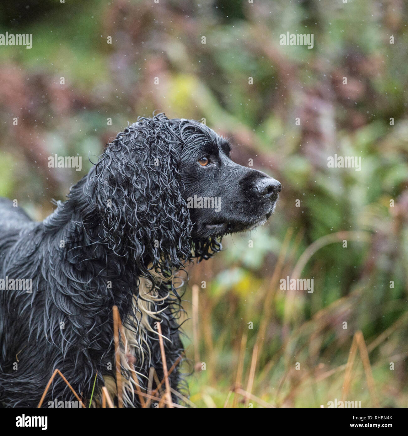 Wet lavoro nero cocker spaniel cane Foto Stock
